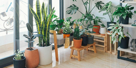 Snake Plant: The Protector of Home and Spirit