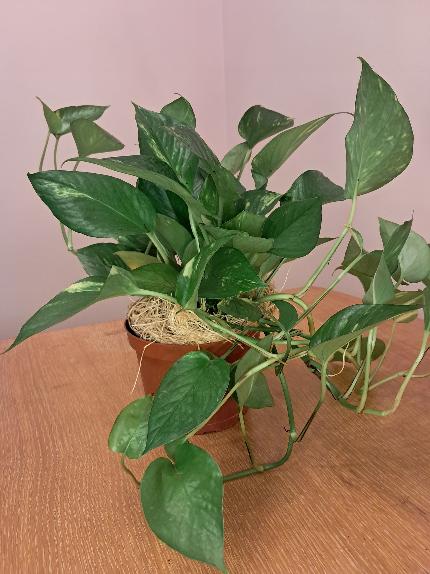 Bright Becoming Bundle – Pothos, Citrine & Citrus Candle