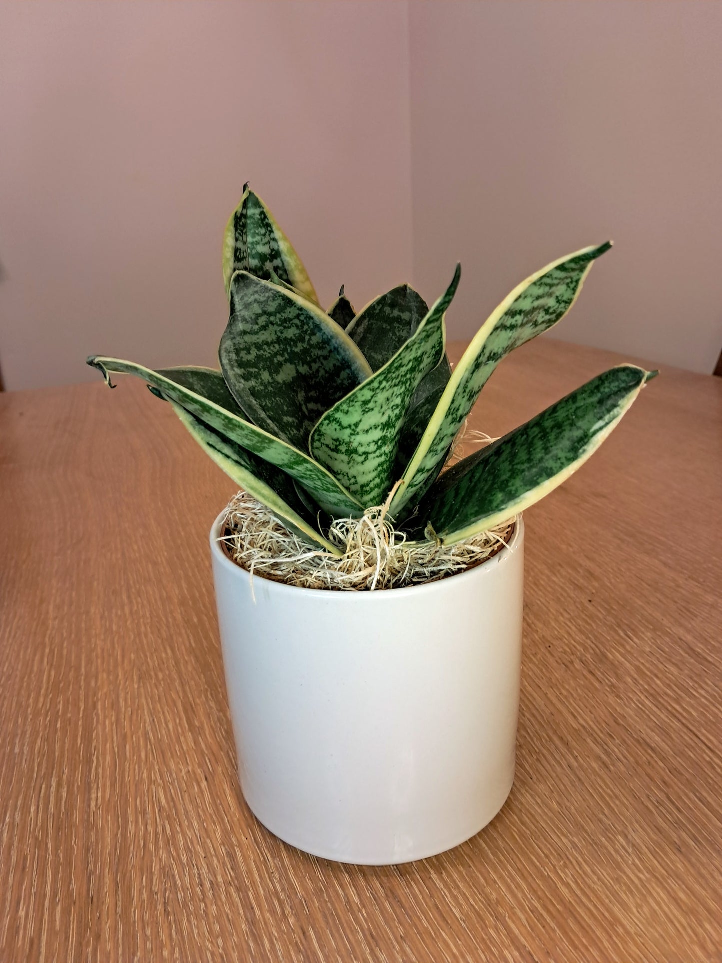 Shield & Root Bundle β Snake Plant, Obsidian & Herbal Candle