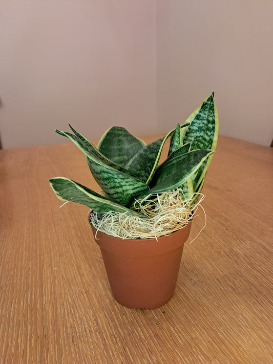 Shield & Root Bundle – Snake Plant, Obsidian & Herbal Candle