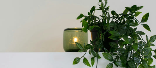 Manifestation and Houseplants: How to Use Plant Energy in Your Rituals