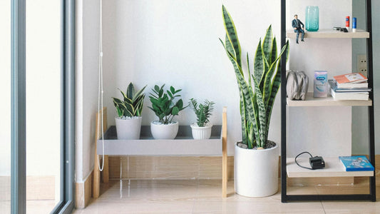 Houseplant Styling Tips: How to Incorporate Plants into Your Home Décor with Subtle Magic