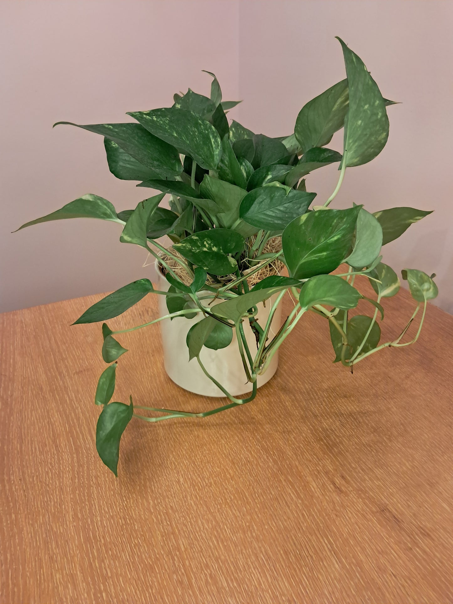 Bright Becoming Bundle – Pothos, Citrine & Citrus Candle
