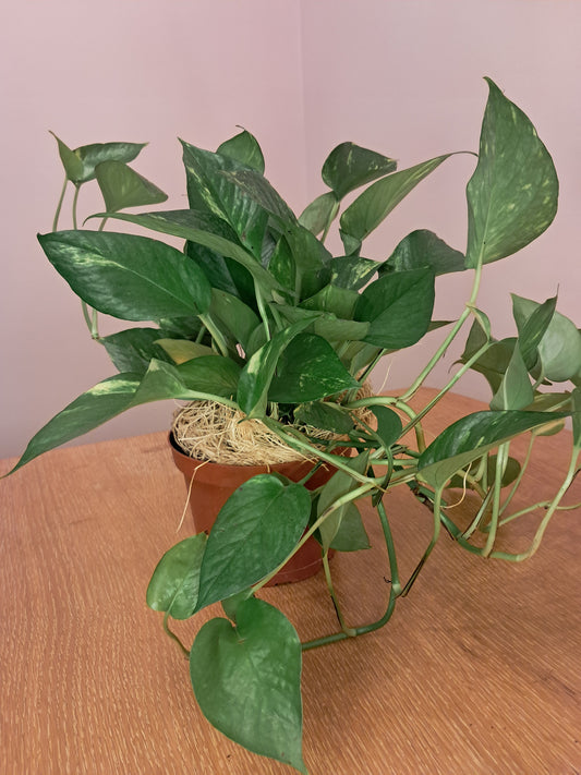 Bright Becoming Bundle – Pothos, Citrine & Citrus Candle