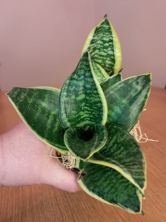 Shield & Root Bundle – Snake Plant, Obsidian & Herbal Candle